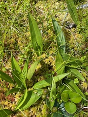 Maianthemum trifolium