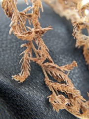 Dryopteris goldieana