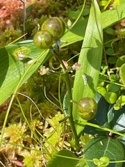 Maianthemum trifolium