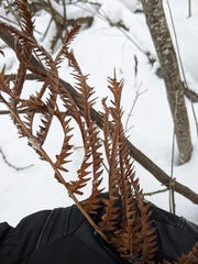 Dryopteris goldieana