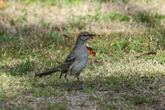 Mimus gundlachii