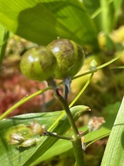 Maianthemum trifolium