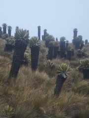 Espeletia