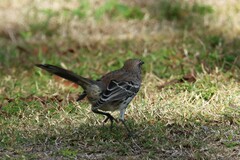 Mimus gundlachii