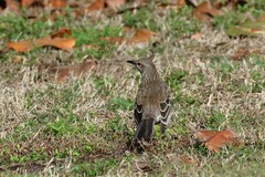 Mimus gundlachii