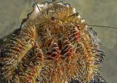 Aniculus ursus