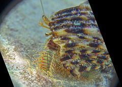 Aniculus ursus