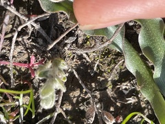 Stylocline gnaphaloides