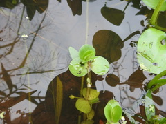 Bacopa rotundifolia