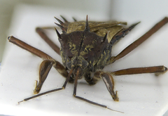 Alvilla australis