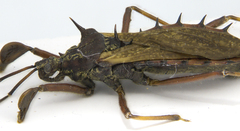 Alvilla australis