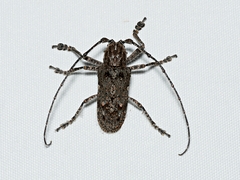 Rhytiphora