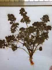 Nitella hyalina