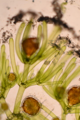 Nitella hyalina