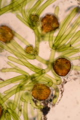 Nitella hyalina