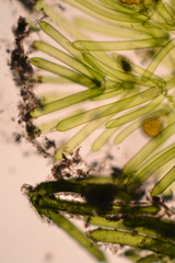 Nitella hyalina