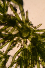 Nitella hyalina