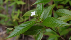 Gonzalagunia hirsuta