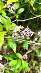 Palicourea violacea