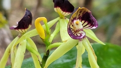 Prosthechea cochleata