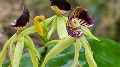 Prosthechea cochleata