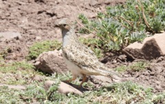 Thinocorus orbignyianus