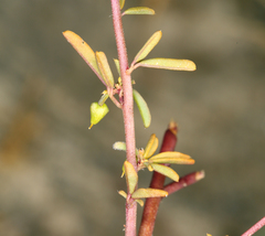 Cleomella plocasperma