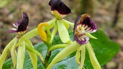 Prosthechea cochleata