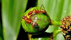 Camponotus cingulatus