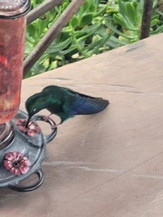 Pterophanes cyanopterus