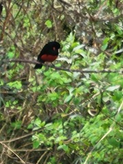 Anisognathus igniventris