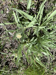 Antennaria anaphaloides