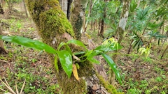 Prosthechea cochleata