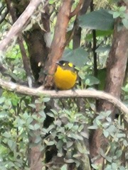 Anisognathus lacrymosus