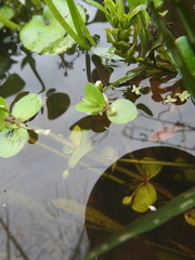 Bacopa rotundifolia