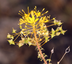 Cleomella plocasperma