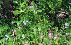 Scaevola calendulacea