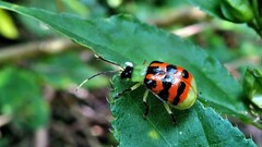 Diabrotica limitata