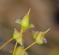 Cleomella plocasperma