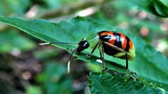 Diabrotica limitata