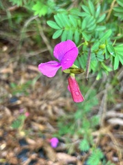Tephrosia grandiflora