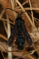 Bembecia dispar