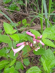 Tanaecium