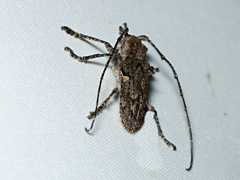 Rhytiphora