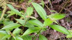 Gonzalagunia hirsuta