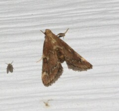 Hypsopygia intermedialis