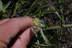 Antennaria anaphaloides