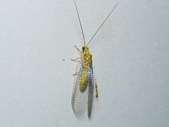Italochrysa insignis