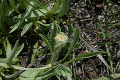 Antennaria anaphaloides