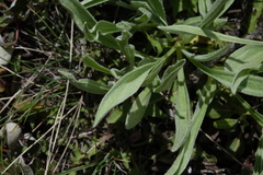 Antennaria anaphaloides